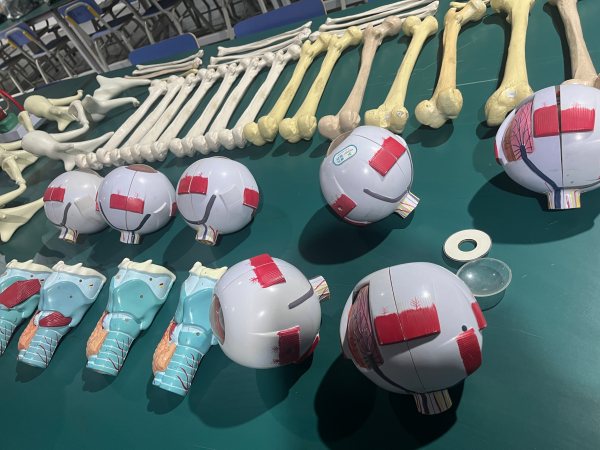 石家庄白求恩医学中等专业学校解剖实操教具 石家庄白求恩医学中等专业学校解剖实操教具