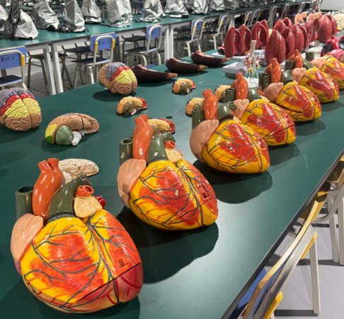 石家庄白求恩医学院基础医学课实训教具 石家庄白求恩医学院基础医学课实训教具